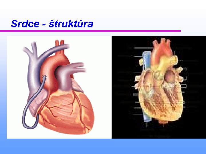 Srdce - štruktúra 