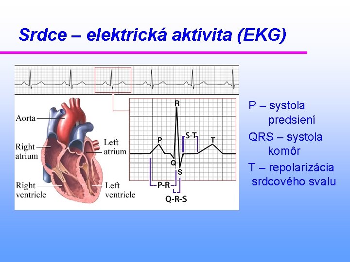 Srdce – elektrická aktivita (EKG) P – systola predsiení QRS – systola komôr T