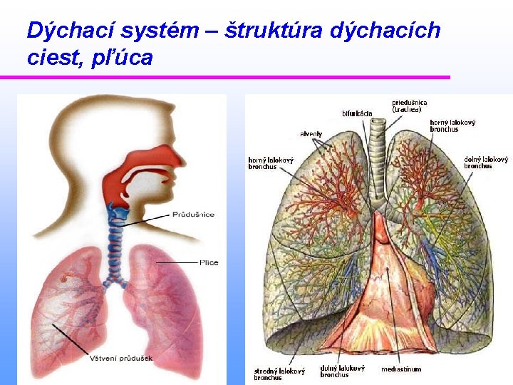 Dýchací systém – štruktúra dýchacích ciest, pľúca 