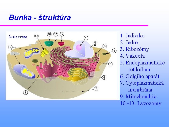 Bunka - štruktúra 1 Jadierko 2. Jadro 3. Ribozómy 4. Vakuola 5. Endoplazmatické retikulum
