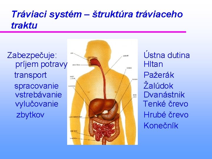 Tráviaci systém – štruktúra tráviaceho traktu Zabezpečuje: príjem potravy transport spracovanie vstrebávanie vylučovanie zbytkov