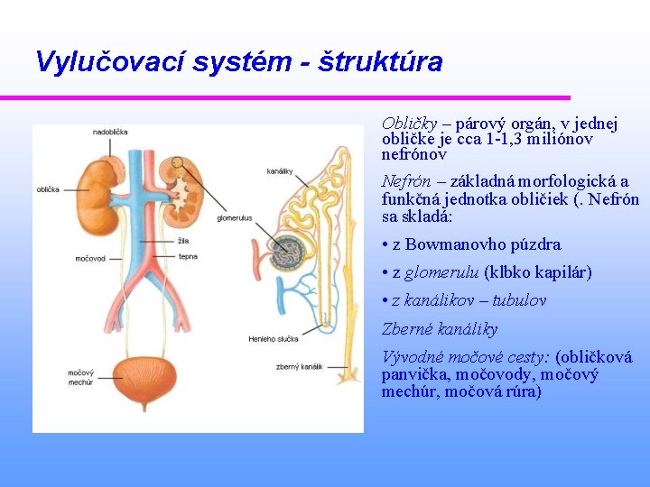 Vylučovací systém - štruktúra Obličky – párový orgán, v jednej obličke je cca 1