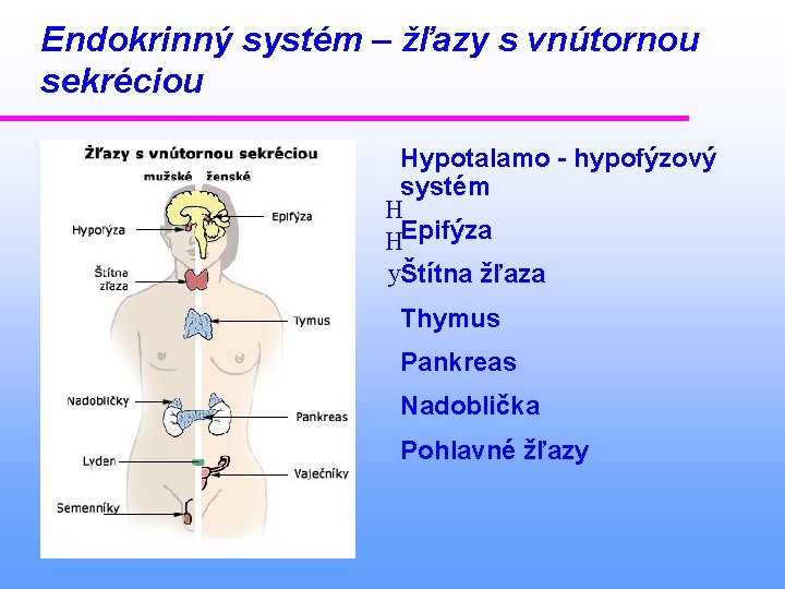 Endokrinný systém – žľazy s vnútornou sekréciou Hypotalamo - hypofýzový systém H HEpifýza yŠtítna