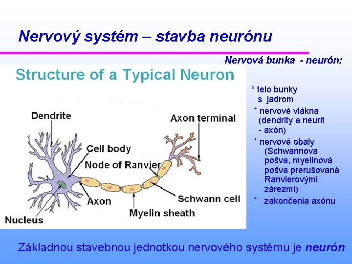 Nervový systém – stavba neurónu Nervová bunka - neurón: * telo bunky s jadrom