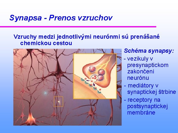 Synapsa - Prenos vzruchov Vzruchy medzi jednotlivými neurónmi sú prenášané chemickou cestou Schéma synapsy:
