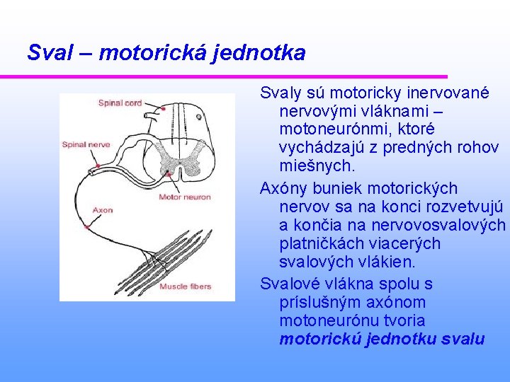 Sval – motorická jednotka Svaly sú motoricky inervované nervovými vláknami – motoneurónmi, ktoré vychádzajú