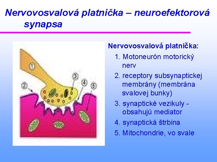 Nervovosvalová platnička – neuroefektorová synapsa Nervovosvalová platnička: 1. Motoneurón motorický nerv 2. receptory subsynaptickej