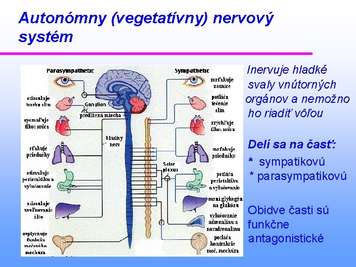 Autonómny (vegetatívny) nervový systém Inervuje hladké svaly vnútorných orgánov a nemožno ho riadiť vôľou