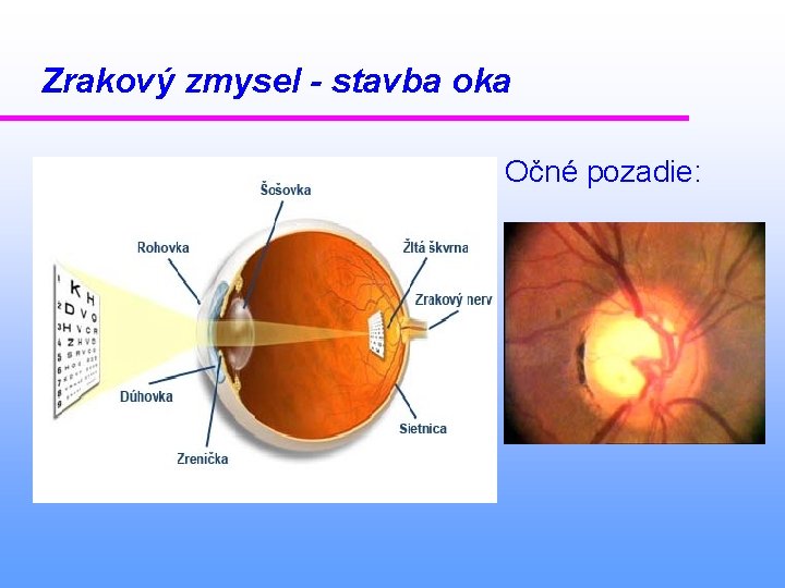 Zrakový zmysel - stavba oka Očné pozadie: 