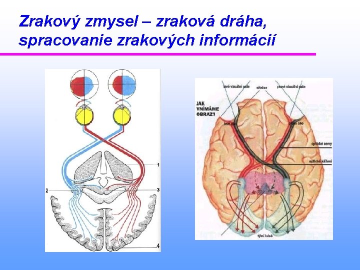 Zrakový zmysel – zraková dráha, spracovanie zrakových informácií 