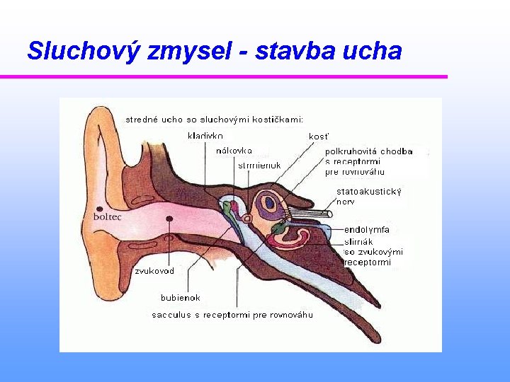 Sluchový zmysel - stavba ucha 