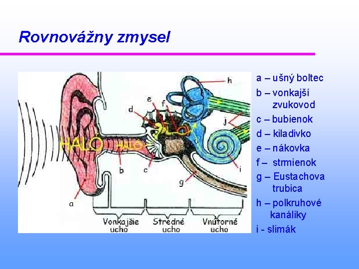 Rovnovážny zmysel a – ušný boltec b – vonkajší zvukovod c – bubienok d