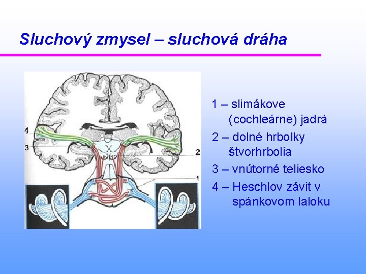 Sluchový zmysel – sluchová dráha 1 – slimákove (cochleárne) jadrá 2 – dolné hrbolky