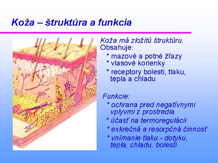 Koža – štruktúra a funkcia Koža má zložitú štruktúru. Obsahuje: * mazové a potné