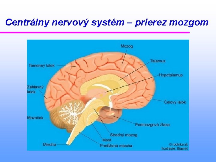 Centrálny nervový systém – prierez mozgom 