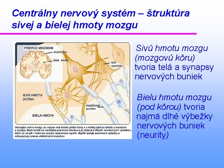 Centrálny nervový systém – štruktúra sivej a bielej hmoty mozgu Sivú hmotu mozgu (mozgovú