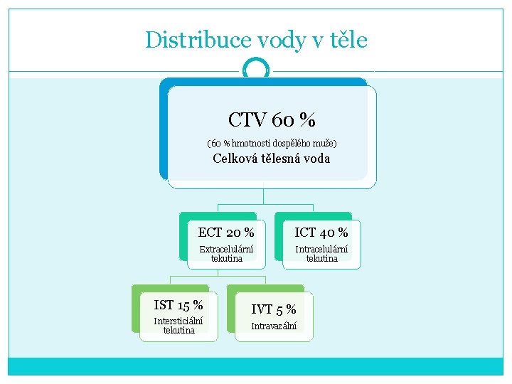 Distribuce vody v těle CTV 60 % (60 % hmotnosti dospělého muže) Celková tělesná