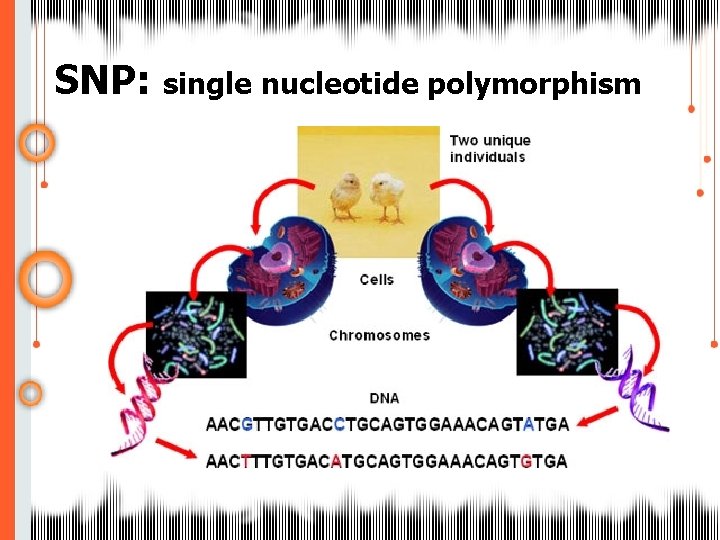 SNP: single nucleotide polymorphism 