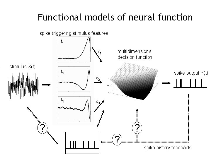 Functional models of neural function spike-triggering stimulus features f 1 x 1 stimulus X(t)