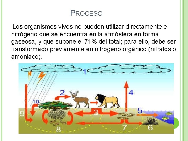 PROCESO Los organismos vivos no pueden utilizar directamente el nitrógeno que se encuentra en