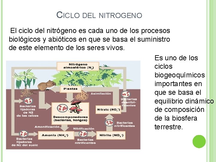 CICLO DEL NITROGENO El ciclo del nitrógeno es cada uno de los procesos biológicos