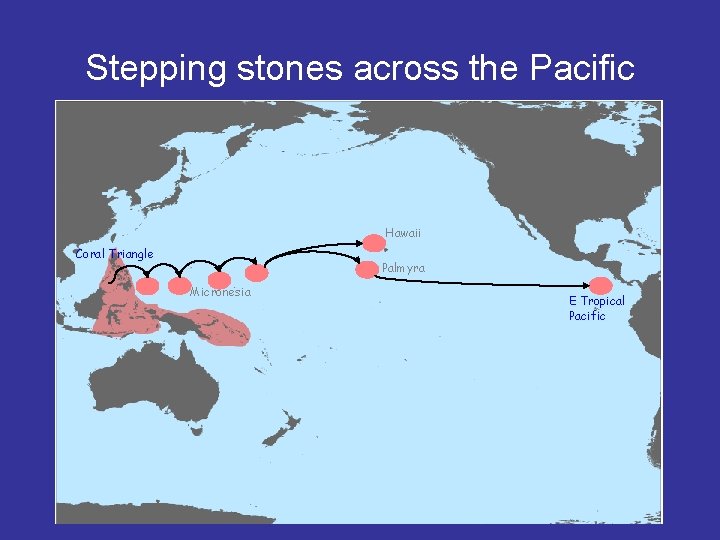 Stepping stones across the Pacific Hawaii Coral Triangle Palmyra Micronesia E Tropical Pacific 