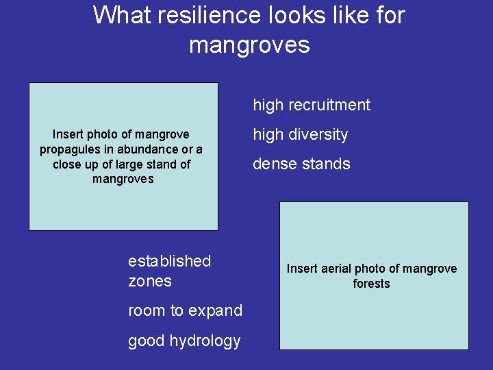 What resilience looks like for mangroves high recruitment Insert photo of mangrove propagules in