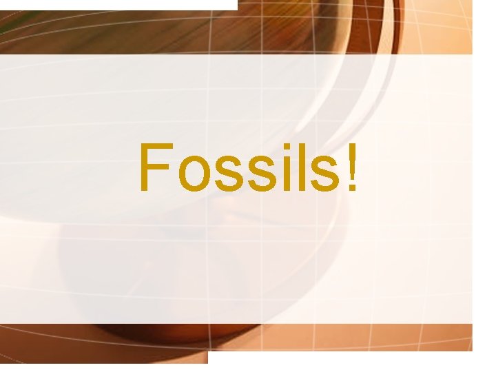 Fossils! 