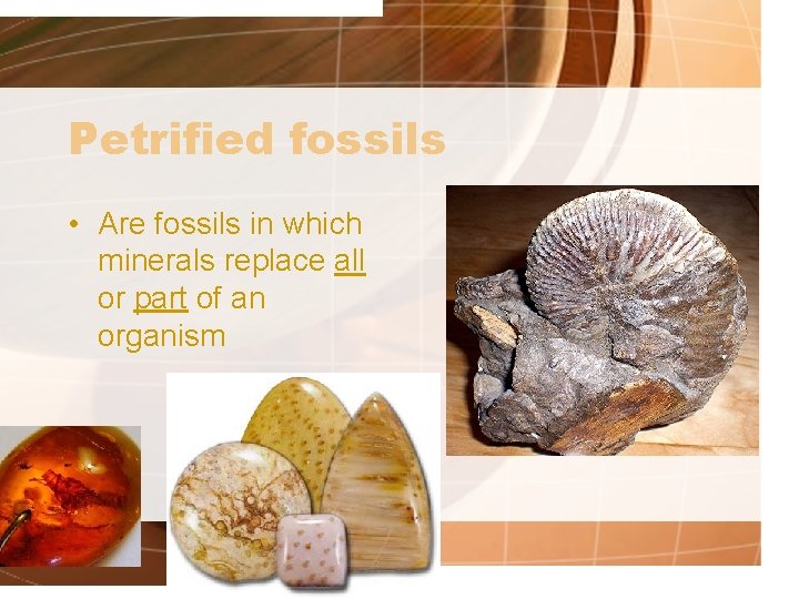 Petrified fossils • Are fossils in which minerals replace all or part of an