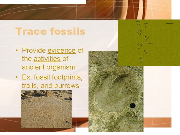 Trace fossils • Provide evidence of the activities of ancient organism. • Ex: fossil