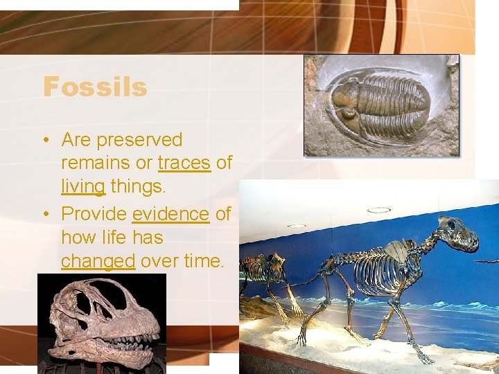 Fossils • Are preserved remains or traces of living things. • Provide evidence of