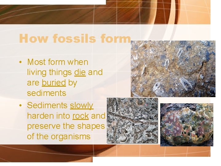 How fossils form • Most form when living things die and are buried by