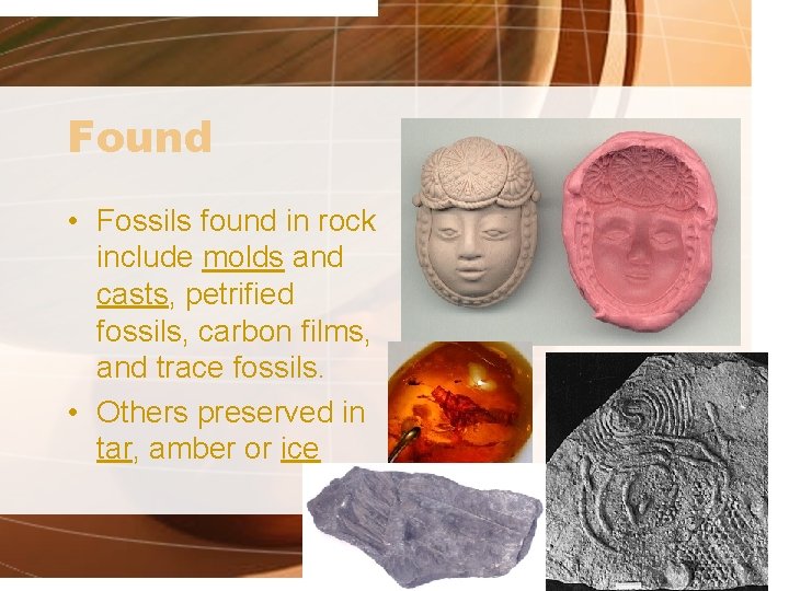 Found • Fossils found in rock include molds and casts, petrified fossils, carbon films,