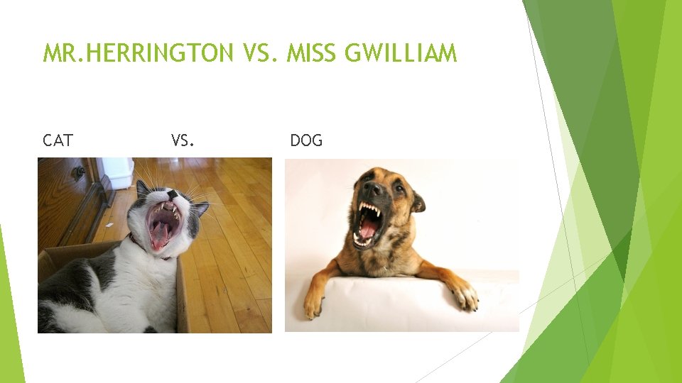 MR. HERRINGTON VS. MISS GWILLIAM CAT VS. DOG 