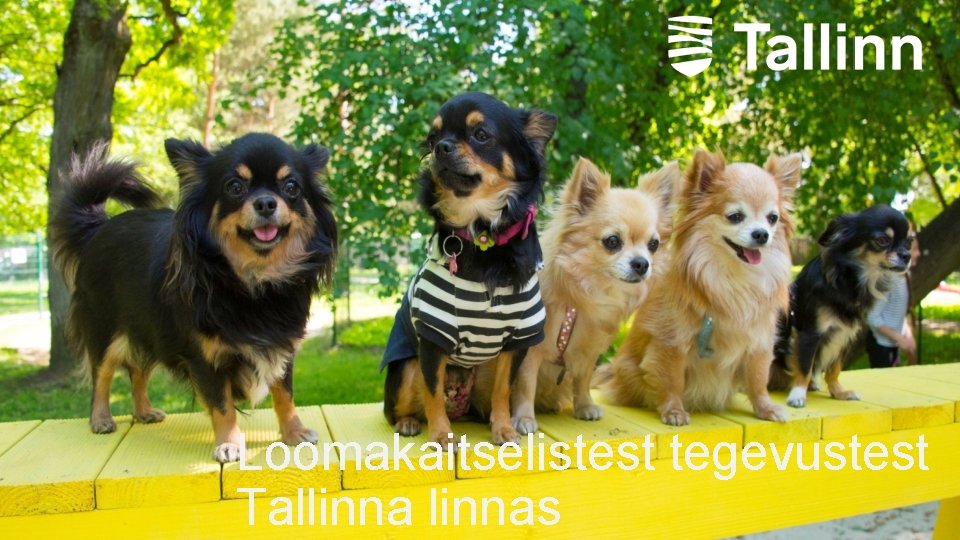 Loomakaitselistest tegevustest Tallinnas 