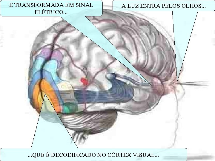 É TRANSFORMADA EM SINAL ELÉTRICO. . . A LUZ ENTRA PELOS OLHOS. . .