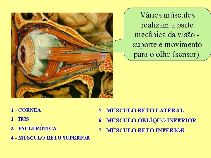 Vários músculos realizam a parte mecânica da visão suporte e movimento para o olho