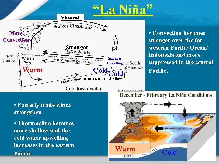 “La Niña” Enhanced More Convection Stronger Upwelling Warm Cold • Convection becomes stronger over
