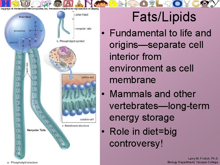 Fats/Lipids • Fundamental to life and origins—separate cell interior from environment as cell membrane