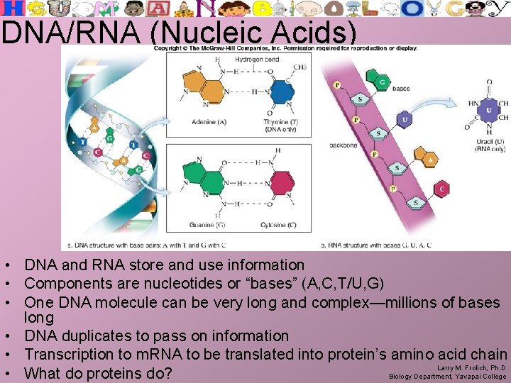 DNA/RNA (Nucleic Acids) • DNA and RNA store and use information • Components are