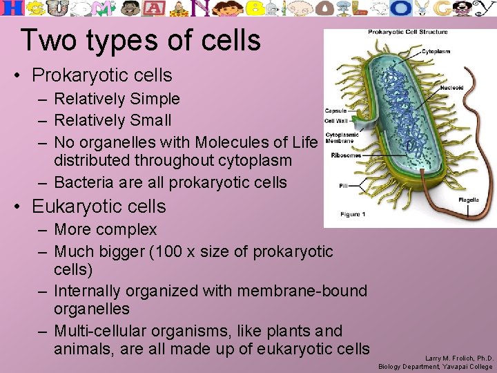 Two types of cells • Prokaryotic cells – Relatively Simple – Relatively Small –