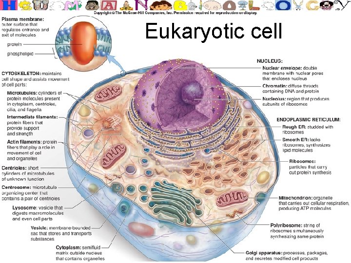 Eukaryotic cell Larry M. Frolich, Ph. D. Biology Department, Yavapai College 