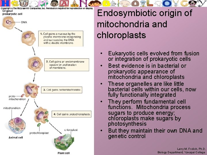 Endosymbiotic origin of mitochondria and chloroplasts • Eukaryotic cells evolved from fusion or integration