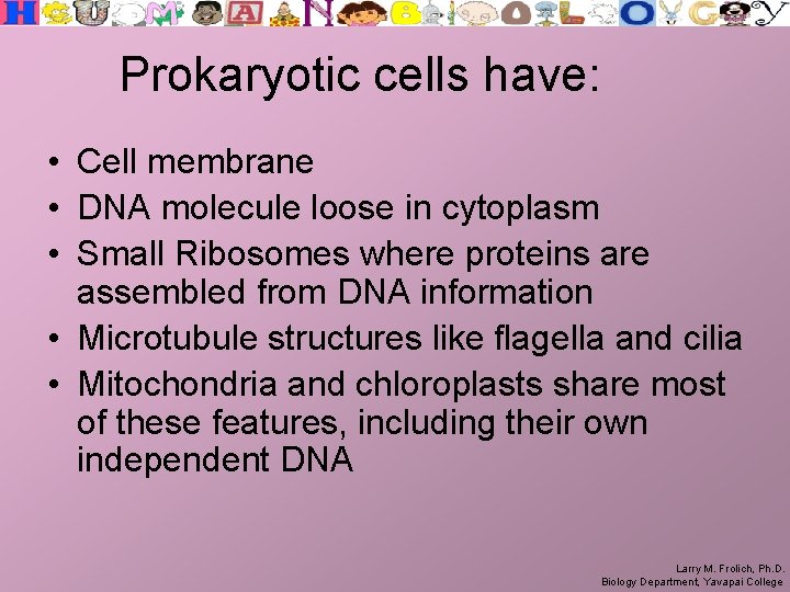 Prokaryotic cells have: • Cell membrane • DNA molecule loose in cytoplasm • Small
