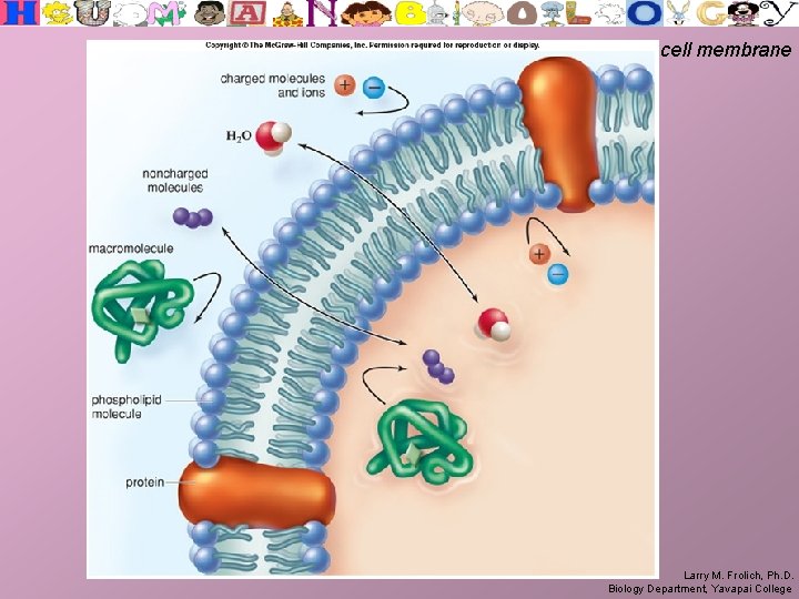 cell membrane Larry M. Frolich, Ph. D. Biology Department, Yavapai College 