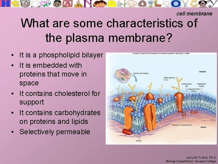 cell membrane What are some characteristics of the plasma membrane? • It is a