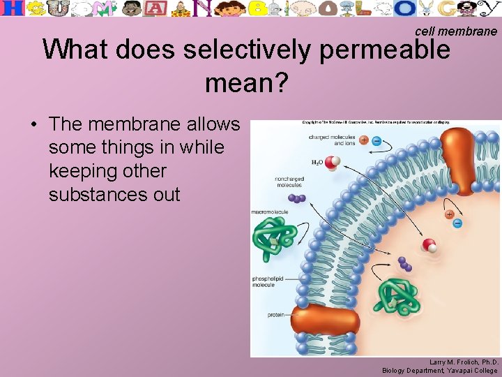 cell membrane What does selectively permeable mean? • The membrane allows some things in