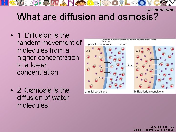 cell membrane What are diffusion and osmosis? • 1. Diffusion is the random movement