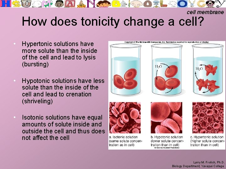 cell membrane How does tonicity change a cell? • Hypertonic solutions have more solute