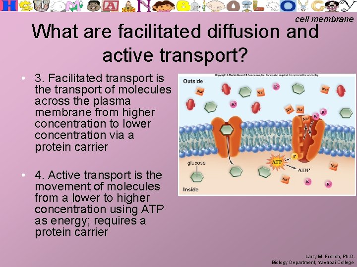 cell membrane What are facilitated diffusion and active transport? • 3. Facilitated transport is